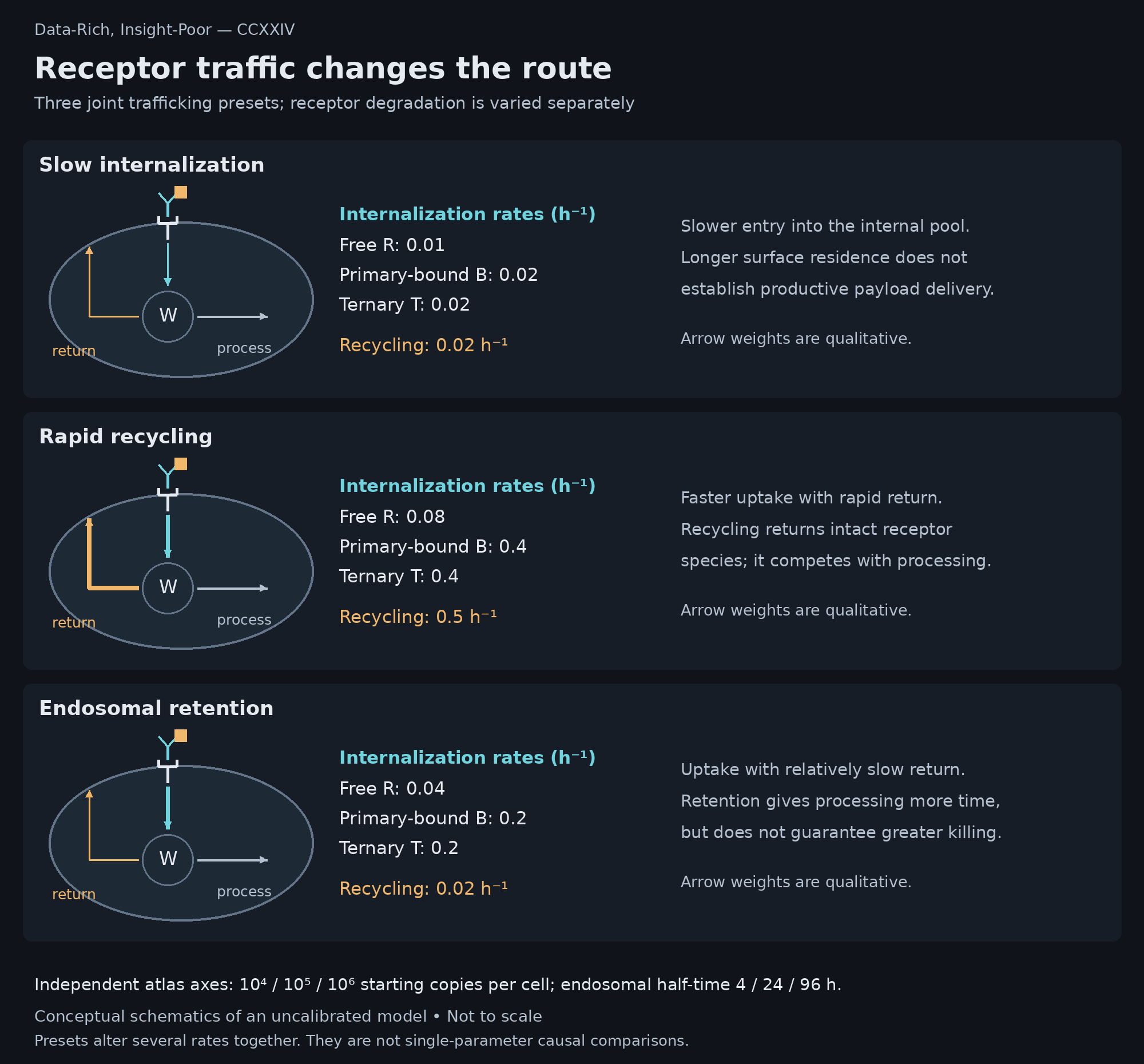 Three cellular trafficking schematics show slow internalization, rapid recycling, and endosomal retention, with the separate internalization rates for free, primary-bound, and ternary-bound receptor and the recycling rate for each preset.